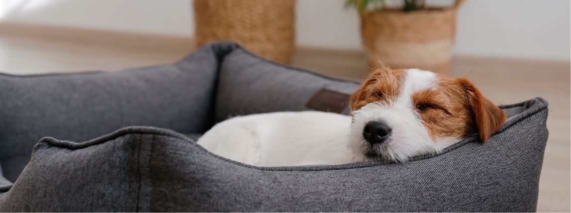 Ein Hund schläft in seinem Körbchen. 