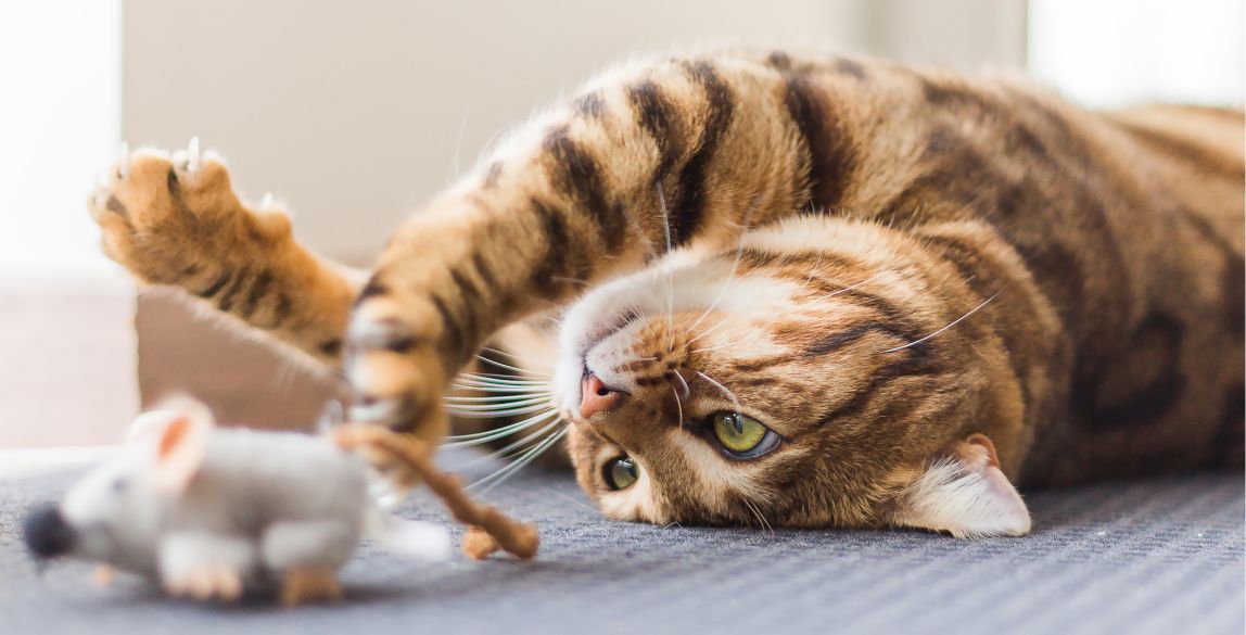 Vergleich der Leistungen Beste Katzenversicherung finden