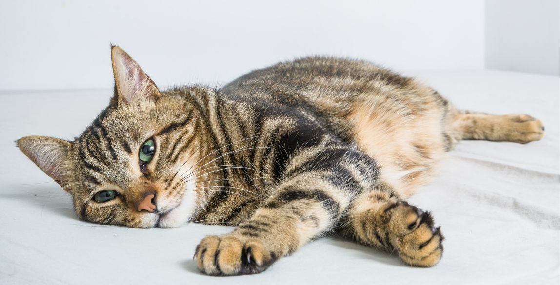Katze erbricht was tun? Ursachen, Behandlung & Tipps