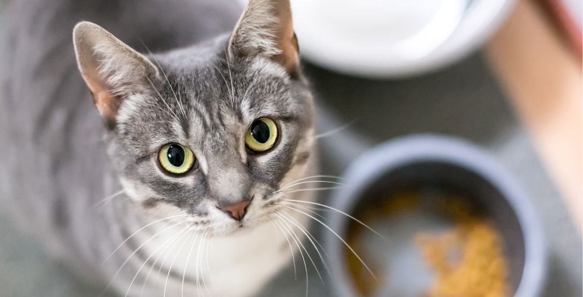 Katze frisst nicht Ursachen & Tipps zur Appetitanregung