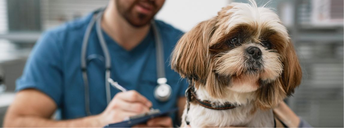 Ein Hund wird beim Tierarzt untersucht.