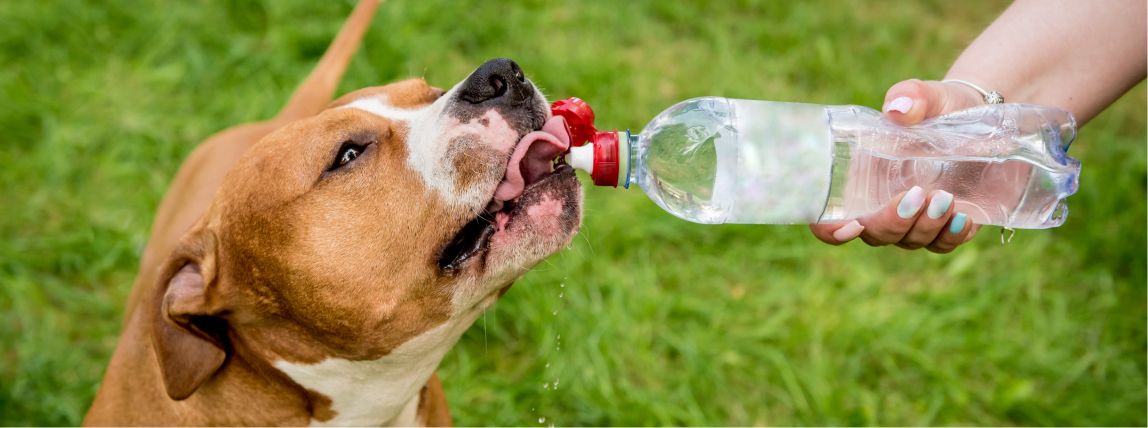 Ein Hund trinkt Wasser.