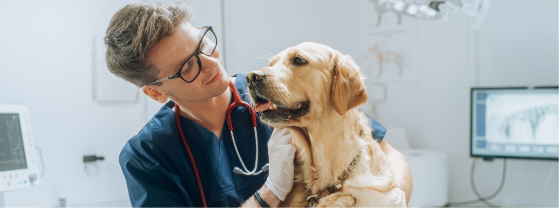 Ein Hund wird gründlich beim Tierarzt untersucht.