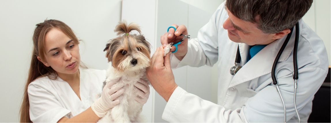 Ein Hund wird beim Tierarzt versorgt.