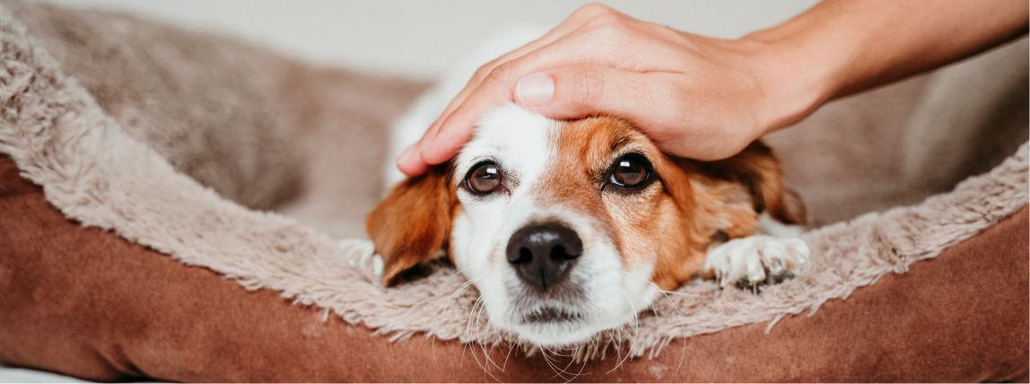 Ein Hund ist etwas müde nach einer Impfung und ruht sich aus.