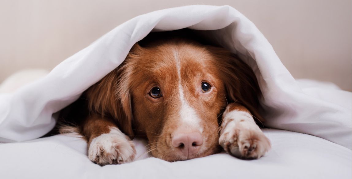 Was tun, wenn der Hund Durchfall hat Ursachen & Behandlung
