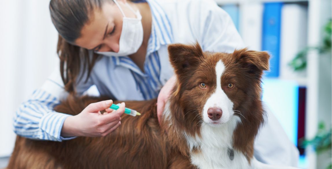 LeishmanioseImpfung für Hunde Wann, wie oft & Kosten