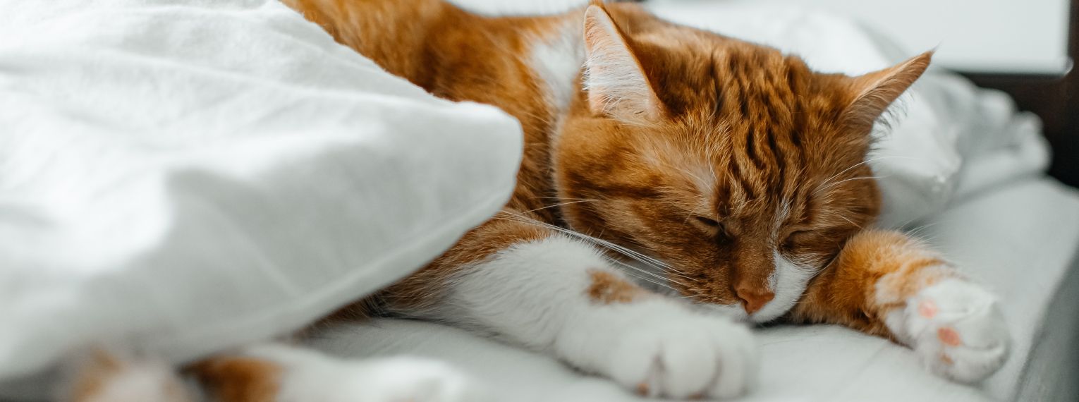 Eine Katze schläft erschöpft im Bett.