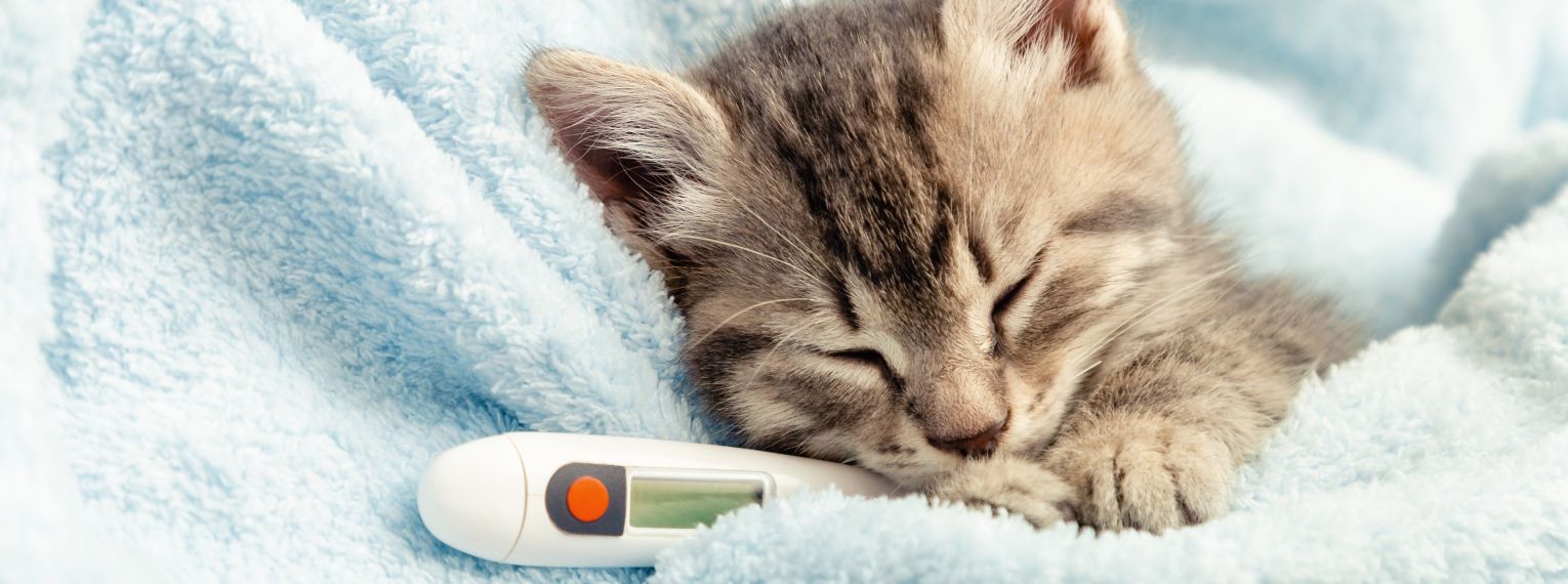 Eine Katze liegt im Bett mit einem Fieberthermometer.