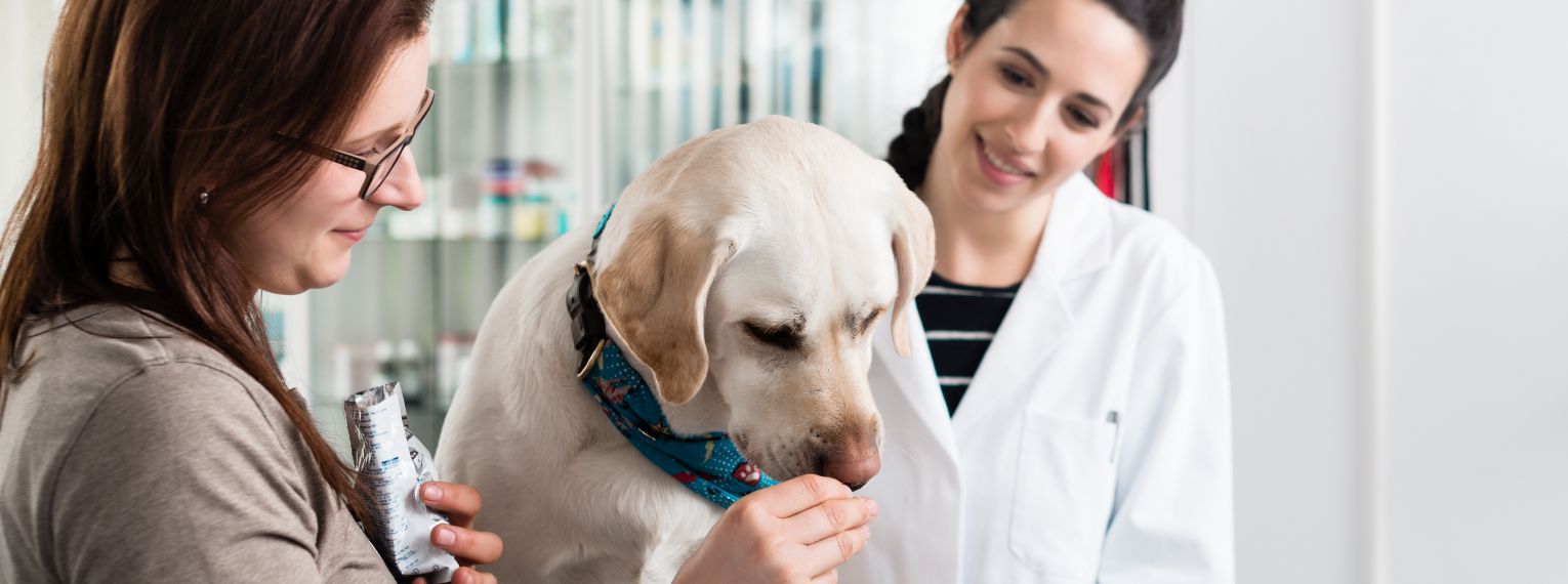 Eine Hundebesitzerin und Ihre Tierärztin unterhalten sich über den Hund.