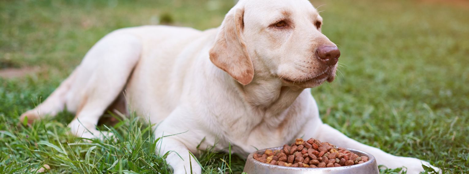 Ein Hund hat keinen Appetit.