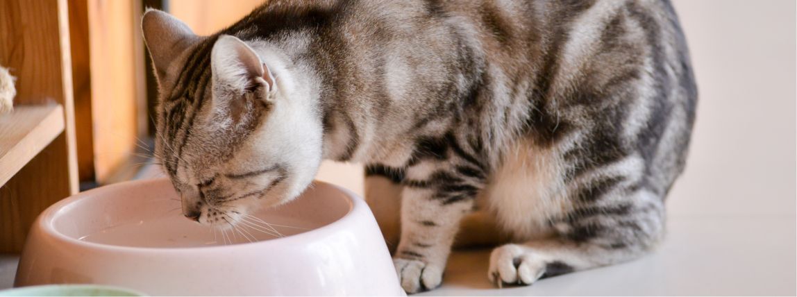 Eine Katze trinkt an ihrem Wassernapf.