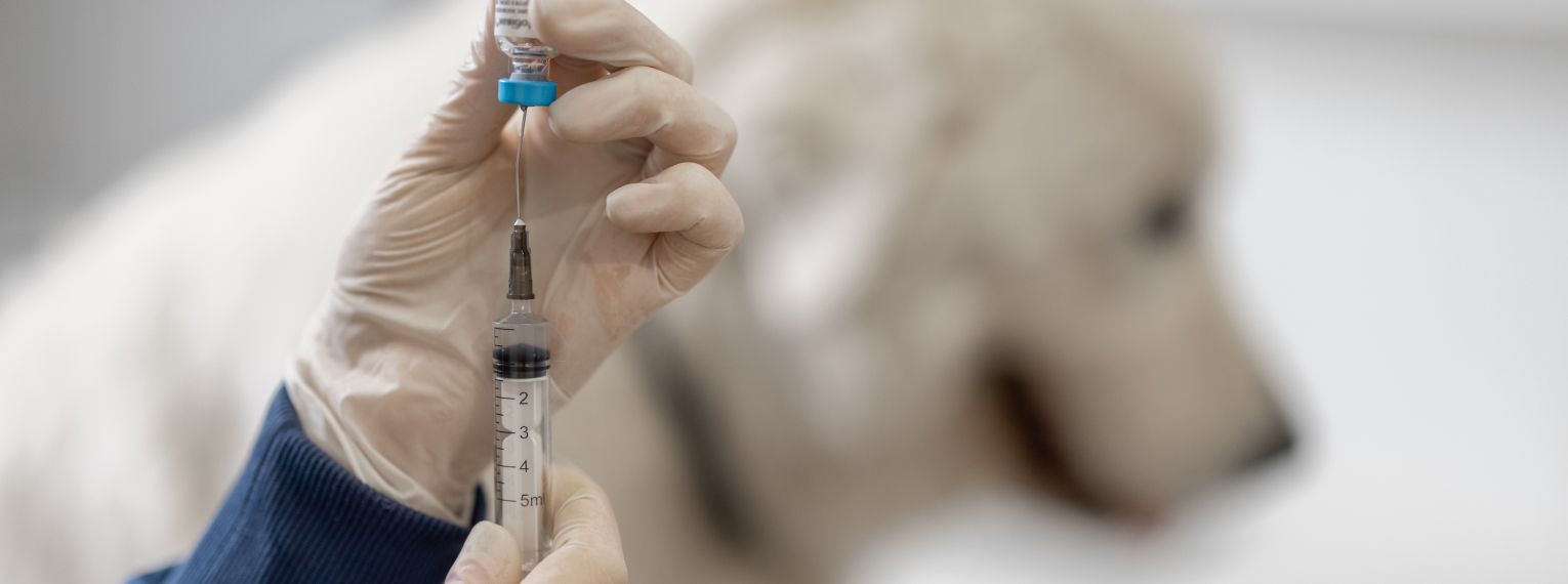 Eine Tierärztin zieht eine Spritze mit der Parvovirose-Impfung auf.