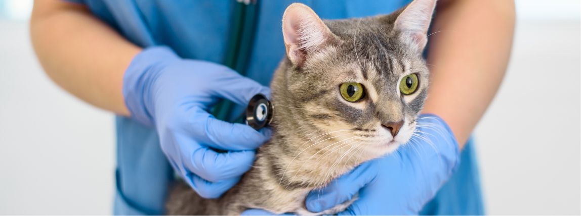 Eine gestreifte Katze ist beim Tierarzt.