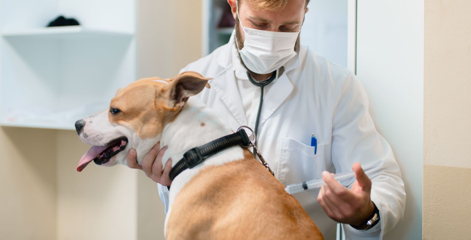 Ein Hund wird von einem Tierarzt geimpft.
