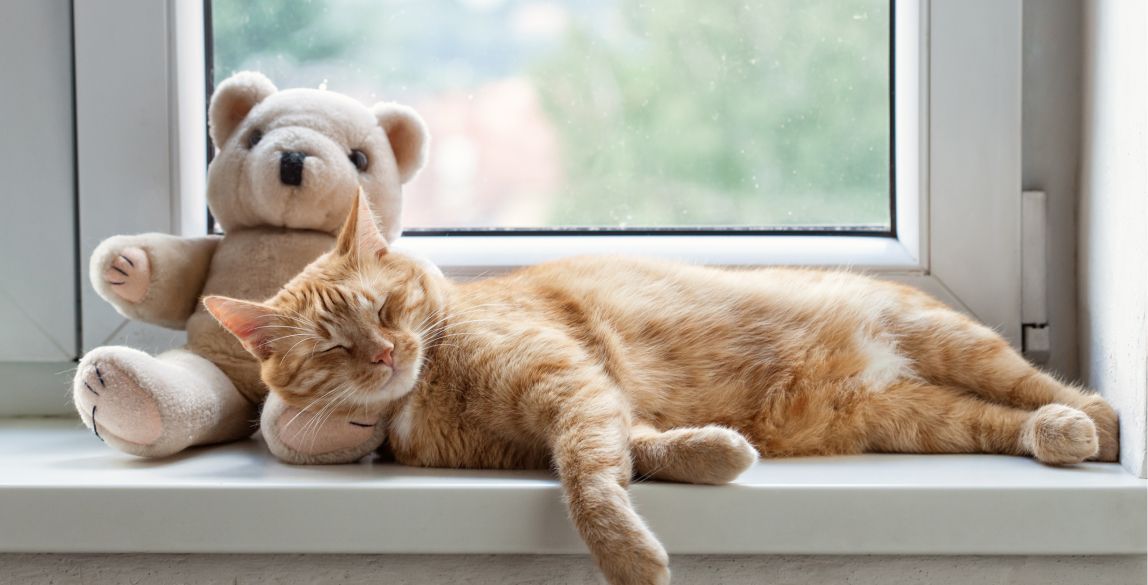 Katze hat Durchfall Ursachen & Behandlungstipps