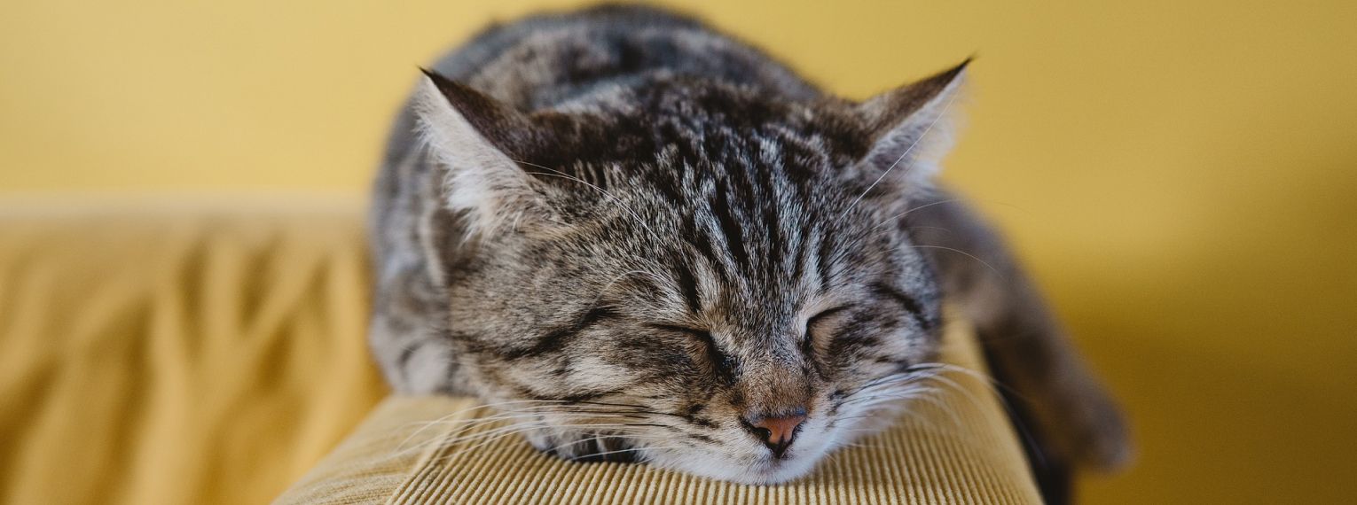 Eine Katze schläft auf dem Sofa.