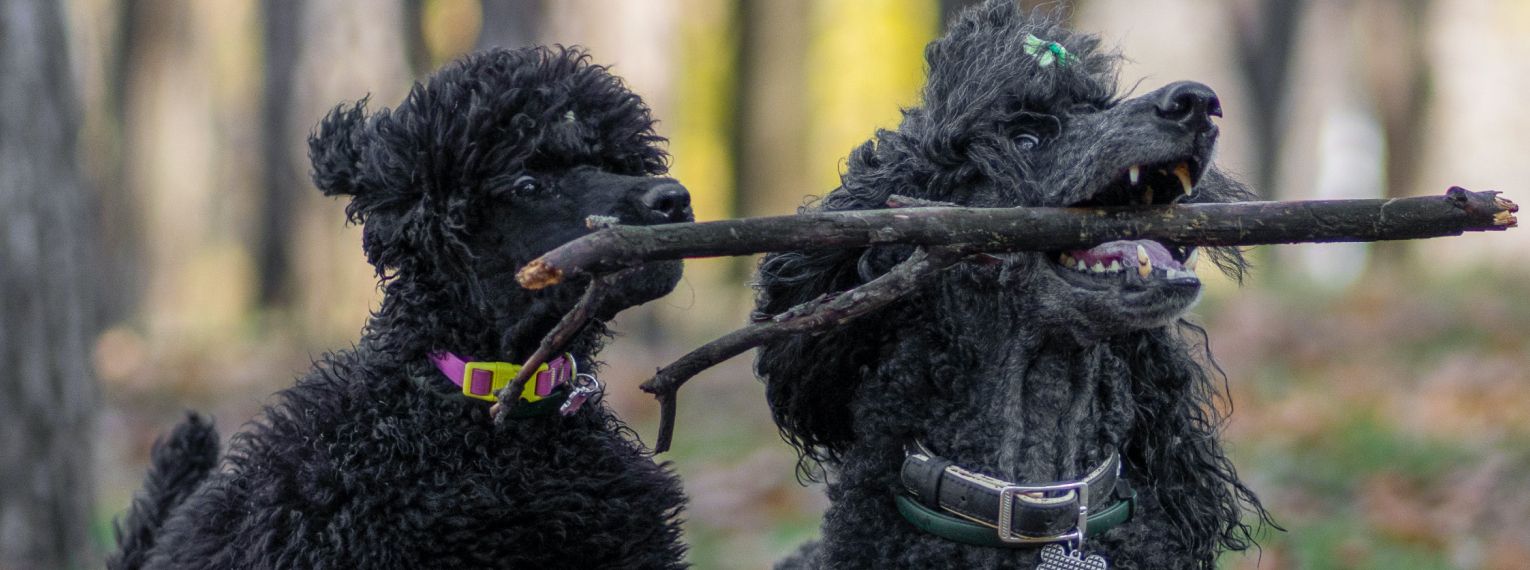 Zwei Hunde spielen ausgelassen mit einem Stöckchen.