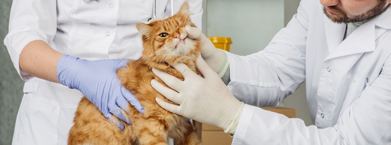 Eine Katze wird beim Tierarzt untersucht.