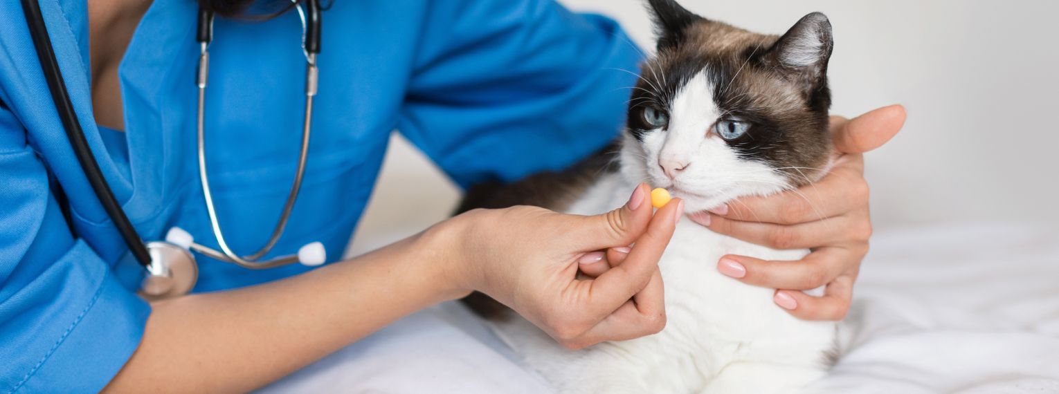 Eine Katze wird beim Tierarzt behandelt.