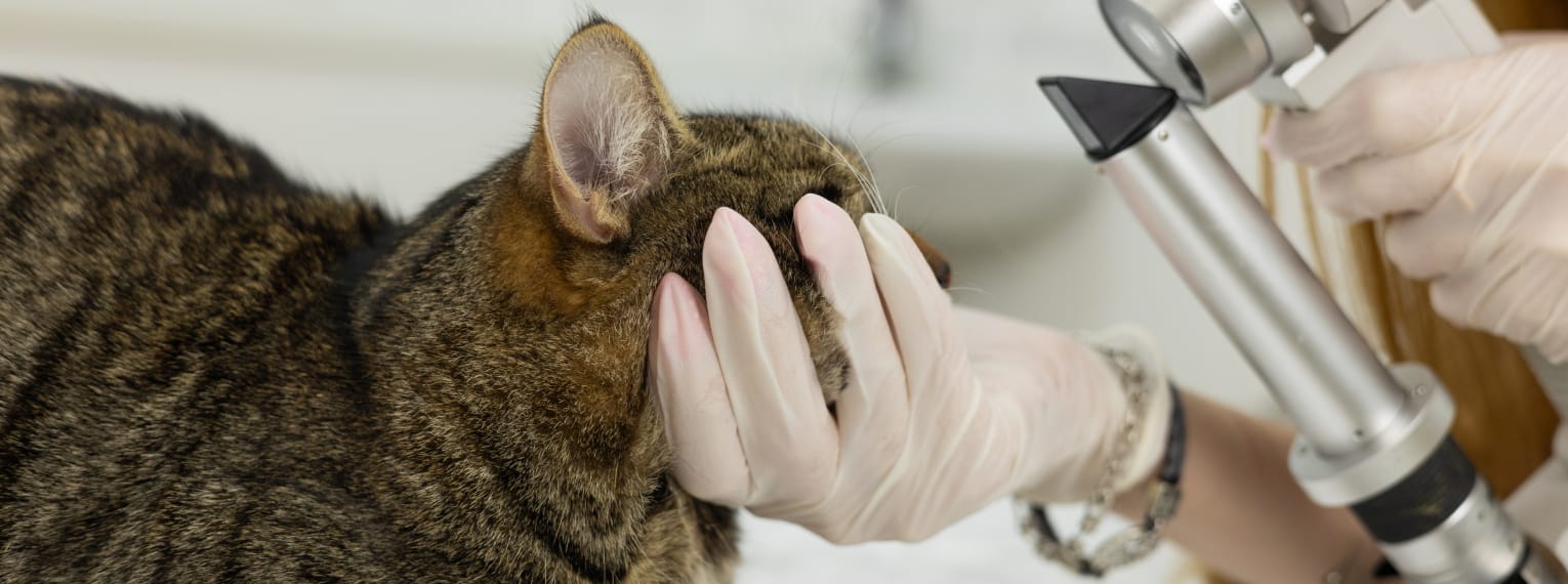 Eine Katze wird von einer Tierärztin untersucht.