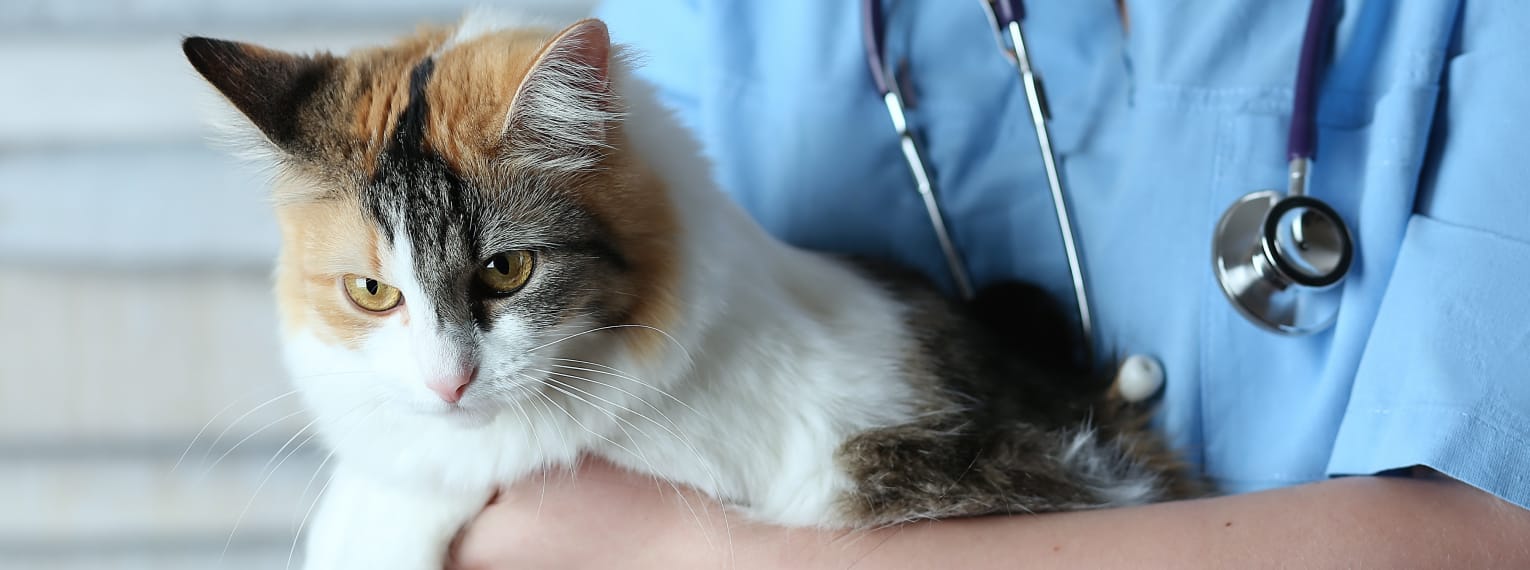 Eine Katze wird in einer Tierarztpraxis untersucht.