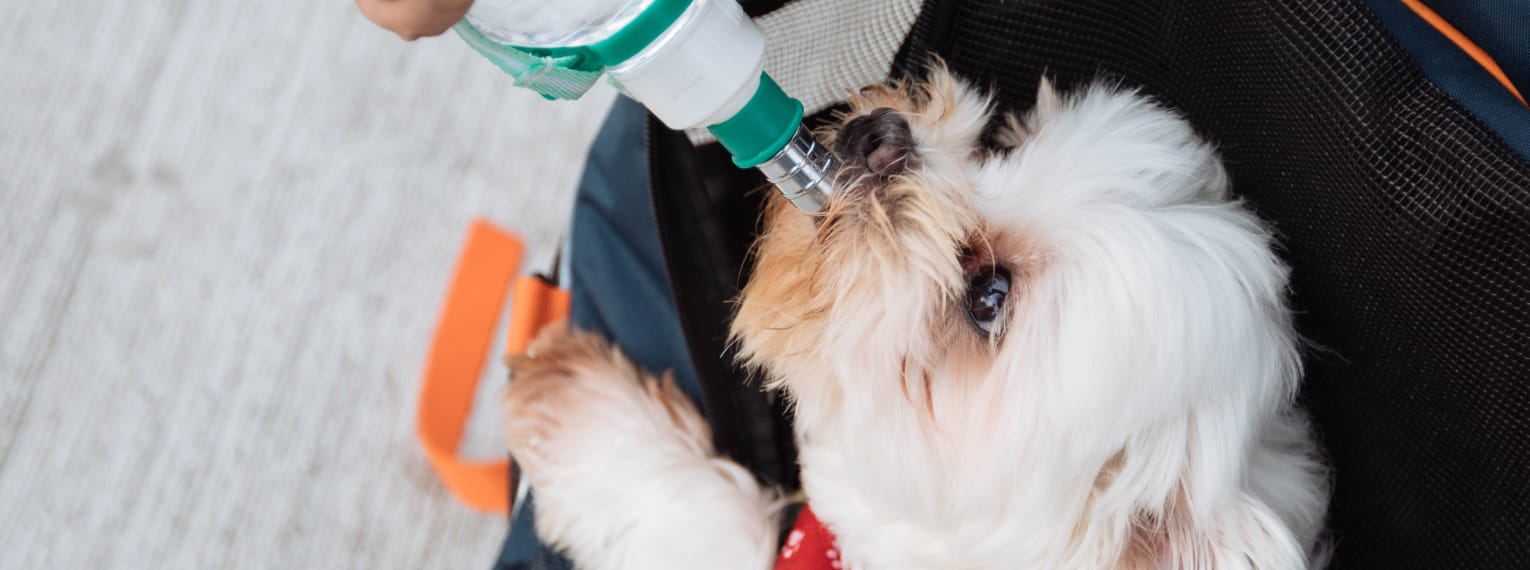 Ein Hund trinkt Wasser aus einer Trinkflasche.