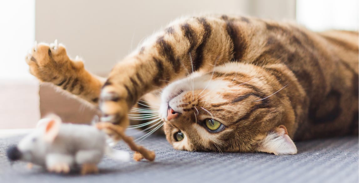 Eine Katze ist wieder gesund und glücklich und spielt mit ihrem Lieblingsspielzeug.