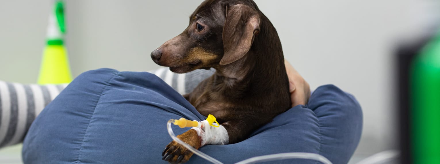 Ein Hund erhält eine Infusion.