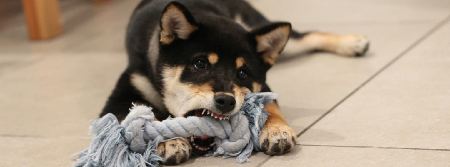 Ein Hund spielt ausgelassen mit seinem Spielzeug.