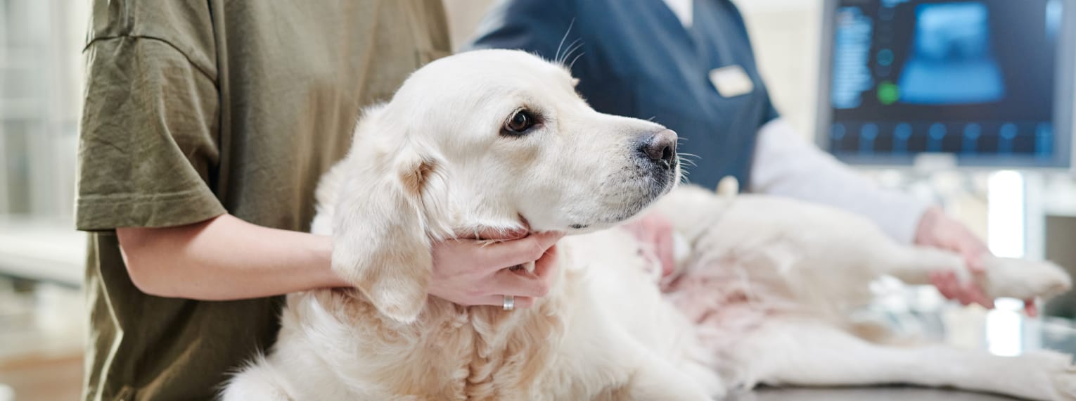 Ein Hund erhält eine Ultraschalluntersuchung.