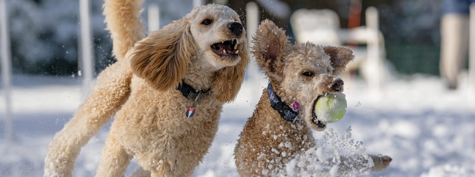 Zwei Hunde spielen im Schnee mit einem Ball.