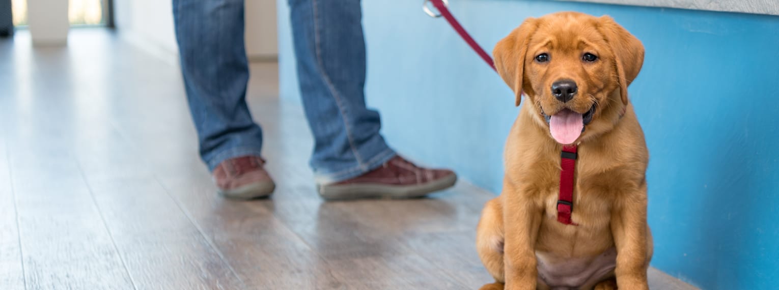 Ein Hund wartet beim Tierarzt mit seinem Besitzer.