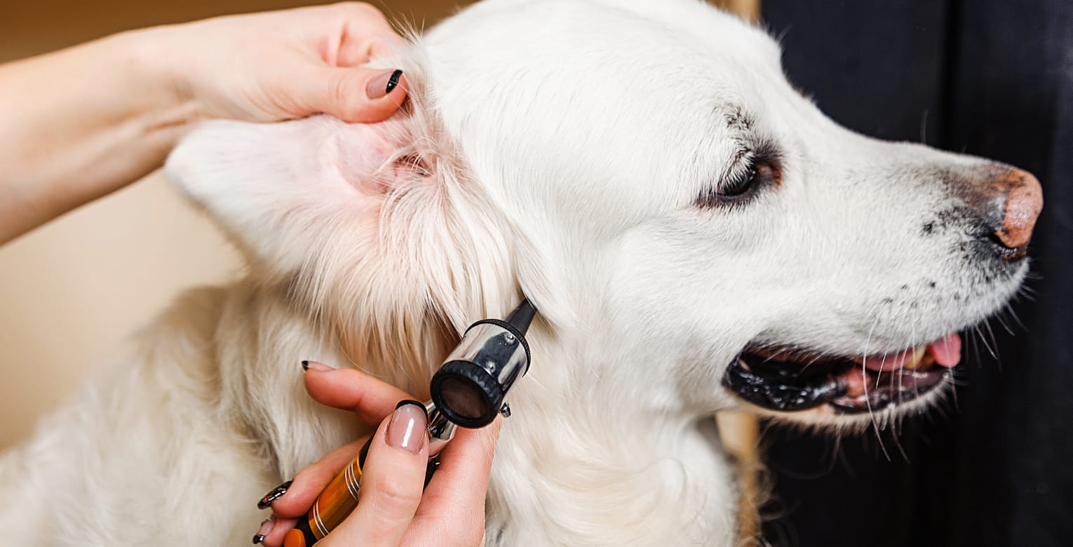 Eine Tierärztin untersucht die Ohren eines Hundes.