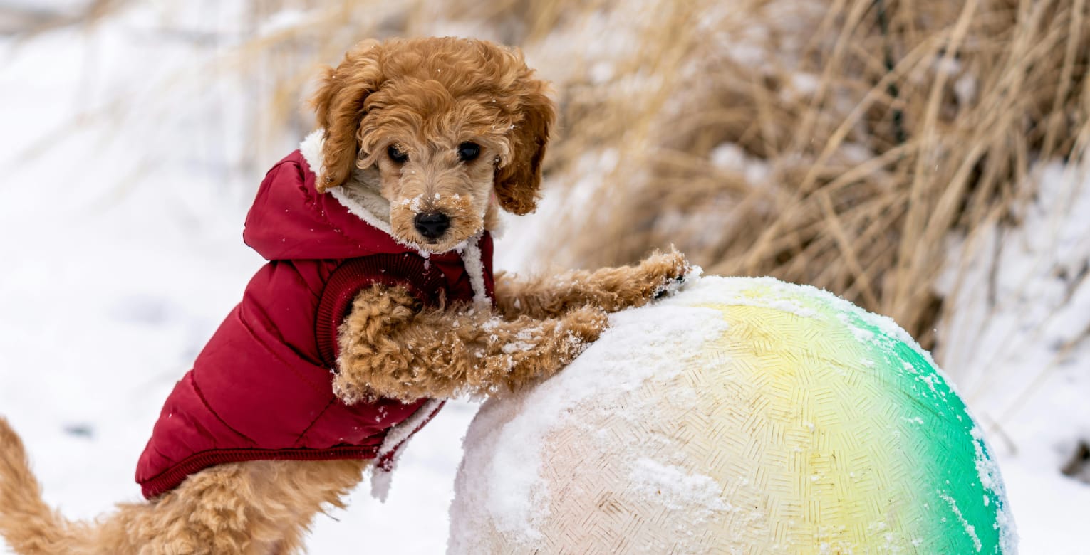 Ein Hund spielt im Schnee.