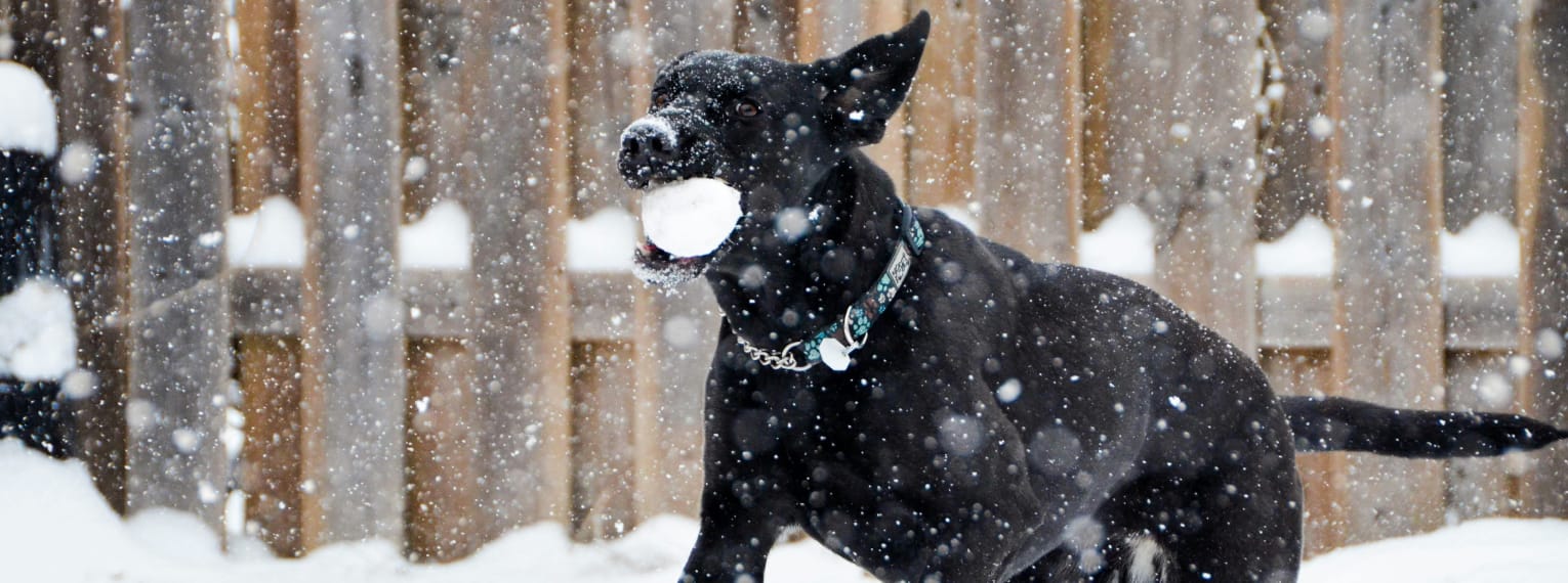 Ein Hund spielt ausgelassen im Schnee.