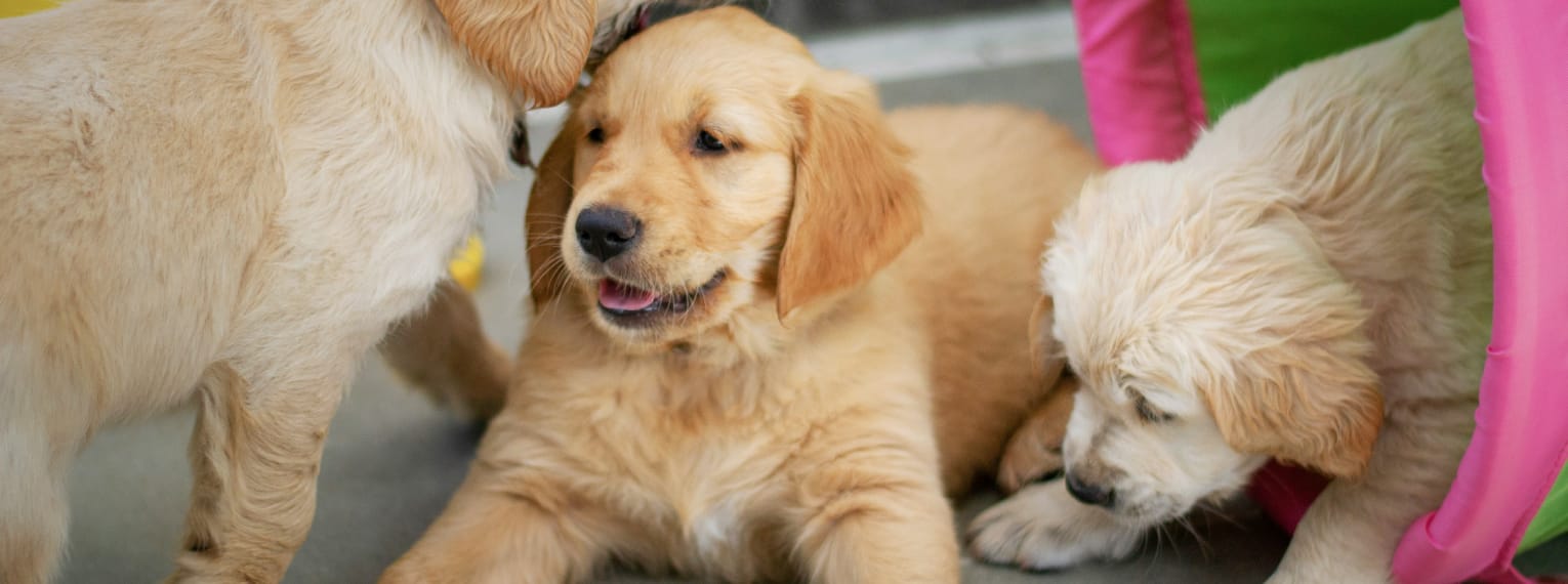 3 Golden Retriever Welpen spielen.