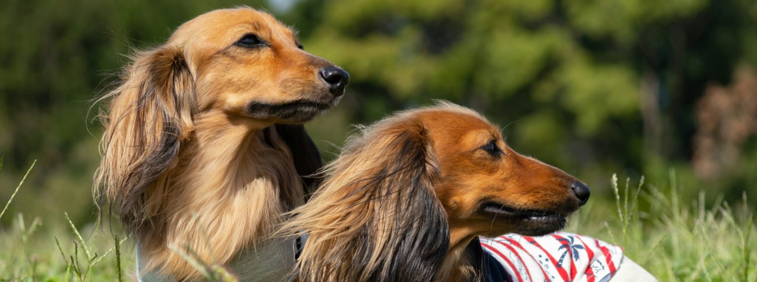 Zwei Hunde spielen im Park.