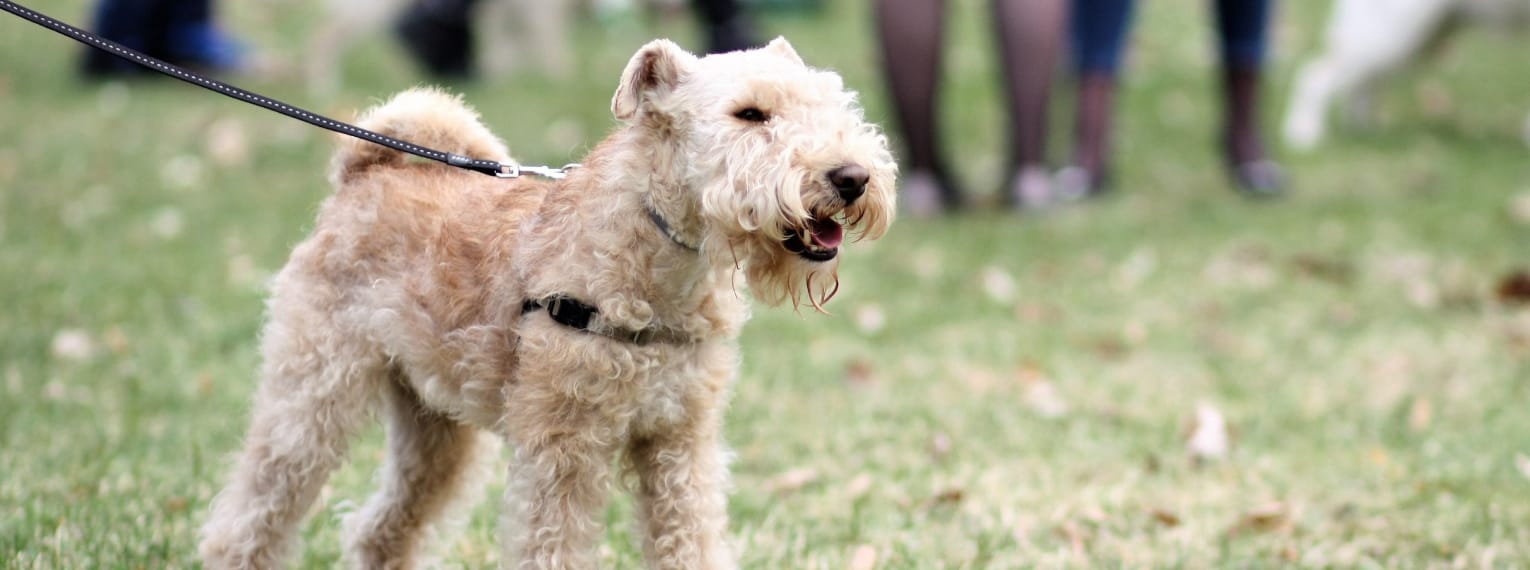 Ein Hund wird an der Leine durch einen Park geführt.