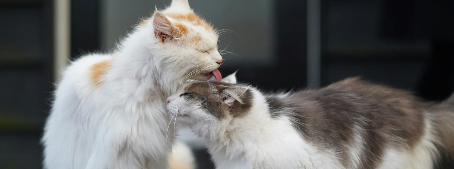 Zwei Katzen putzen sich gegenseitig.