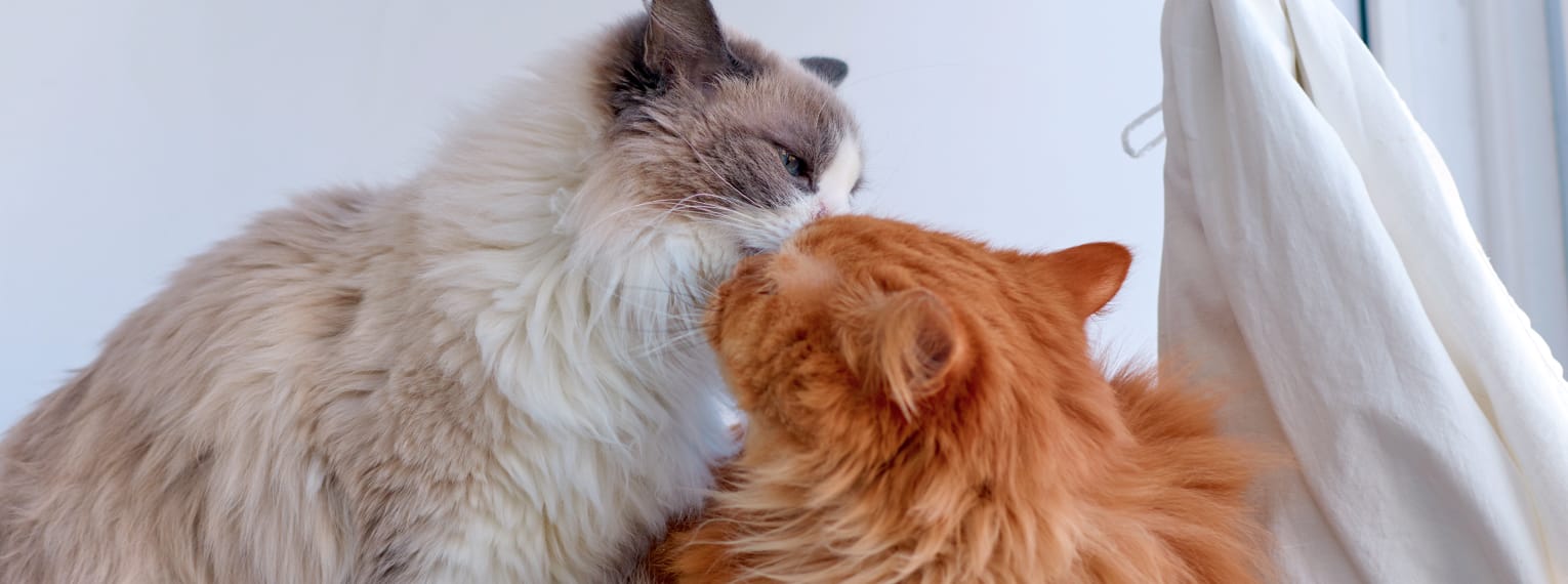 Katzenseuche: Übertragung, Symptome & Behandlung