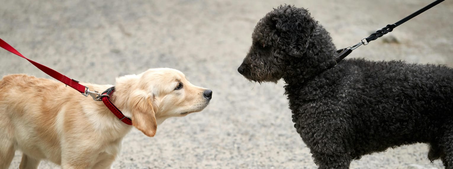 Zwei Hunde beschnuppern sich.