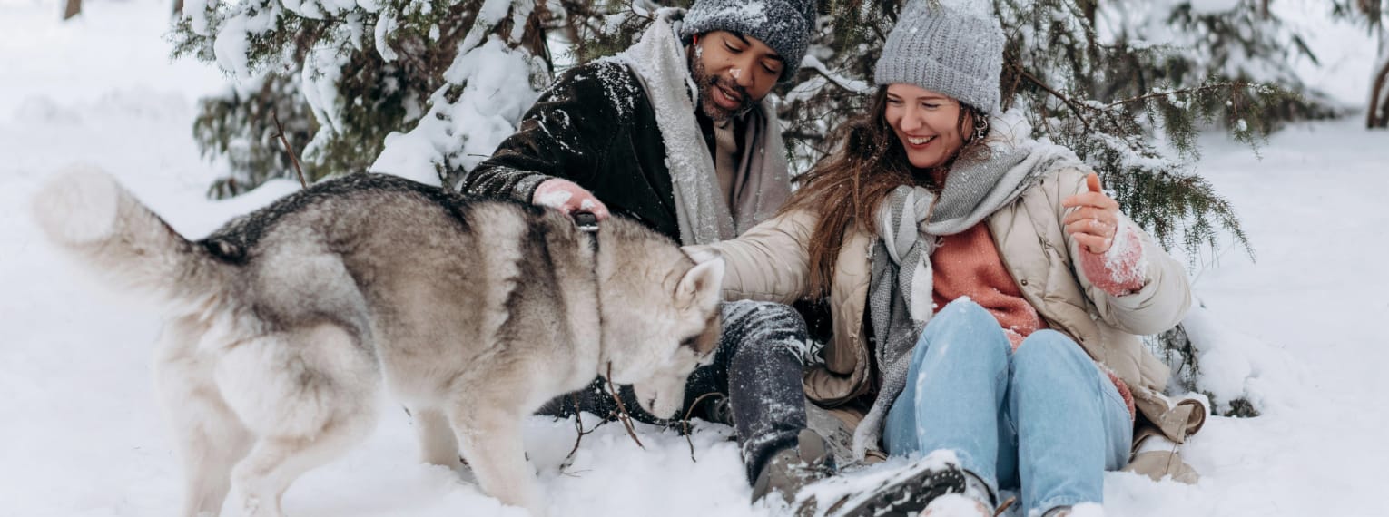 Ein Husky spielt mit seinen Besitzern im Schnee.