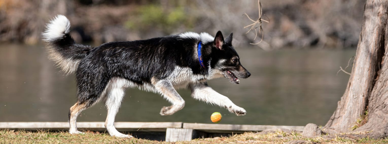 Ein Hund spielt mit seinem Ball in einem Park.