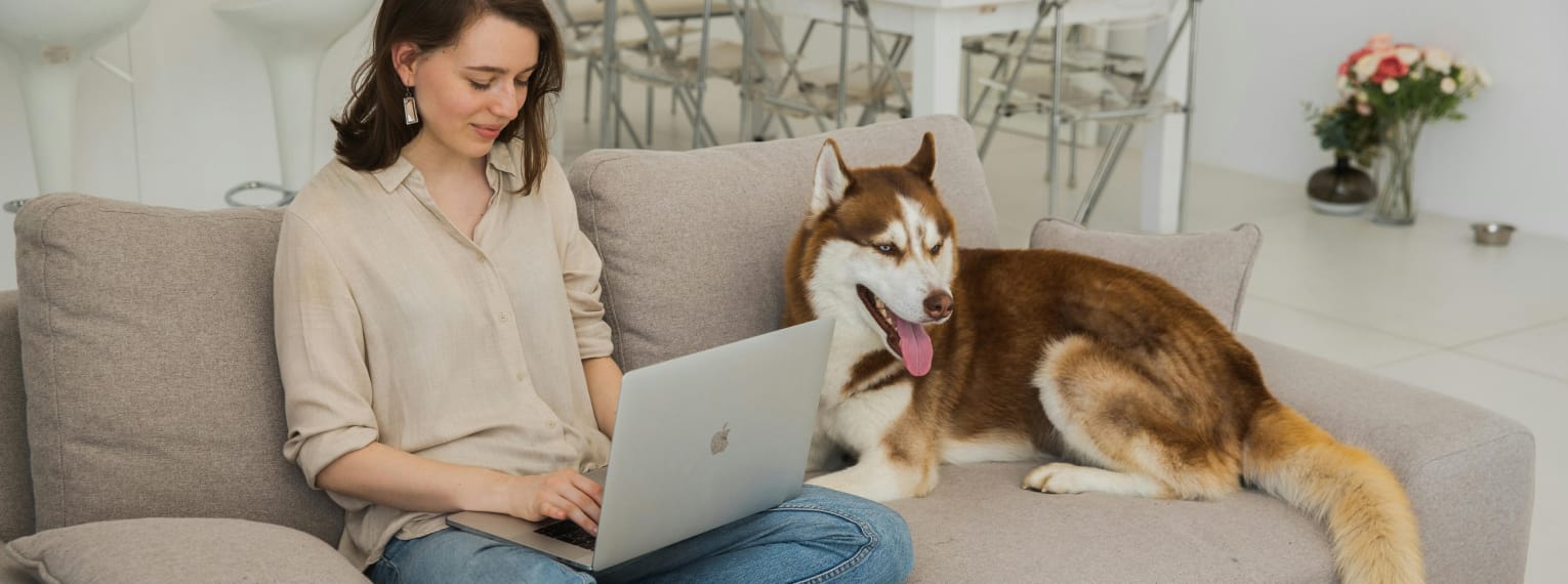 Wie kann man eine Hundehaftpflicht kündigen?