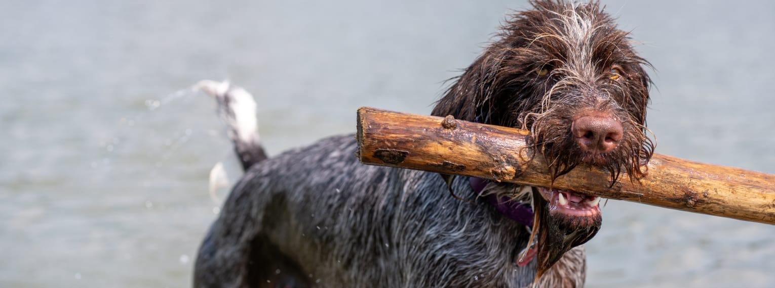 Ein Hund spielt mit einem Ast an einem See.