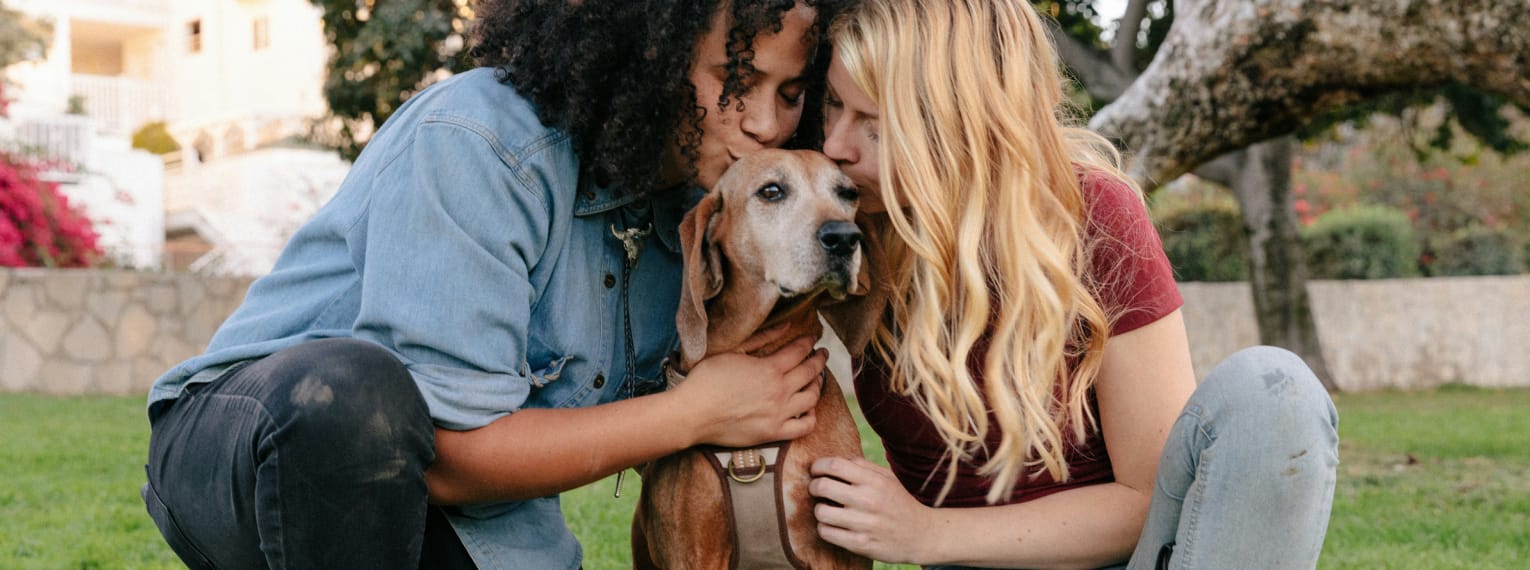 Besteht eine Pflicht zur Hundehaftpflicht?