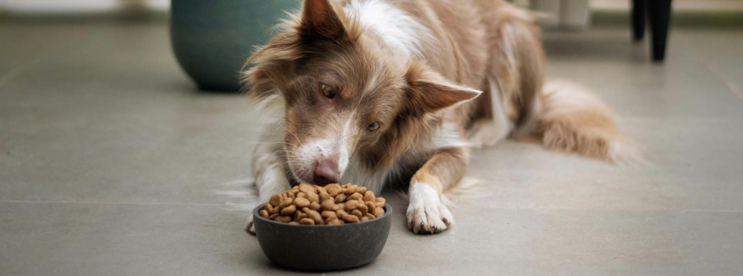 Ist die Hundehaftpflicht für Hundehalter steuerlich absetzbar?