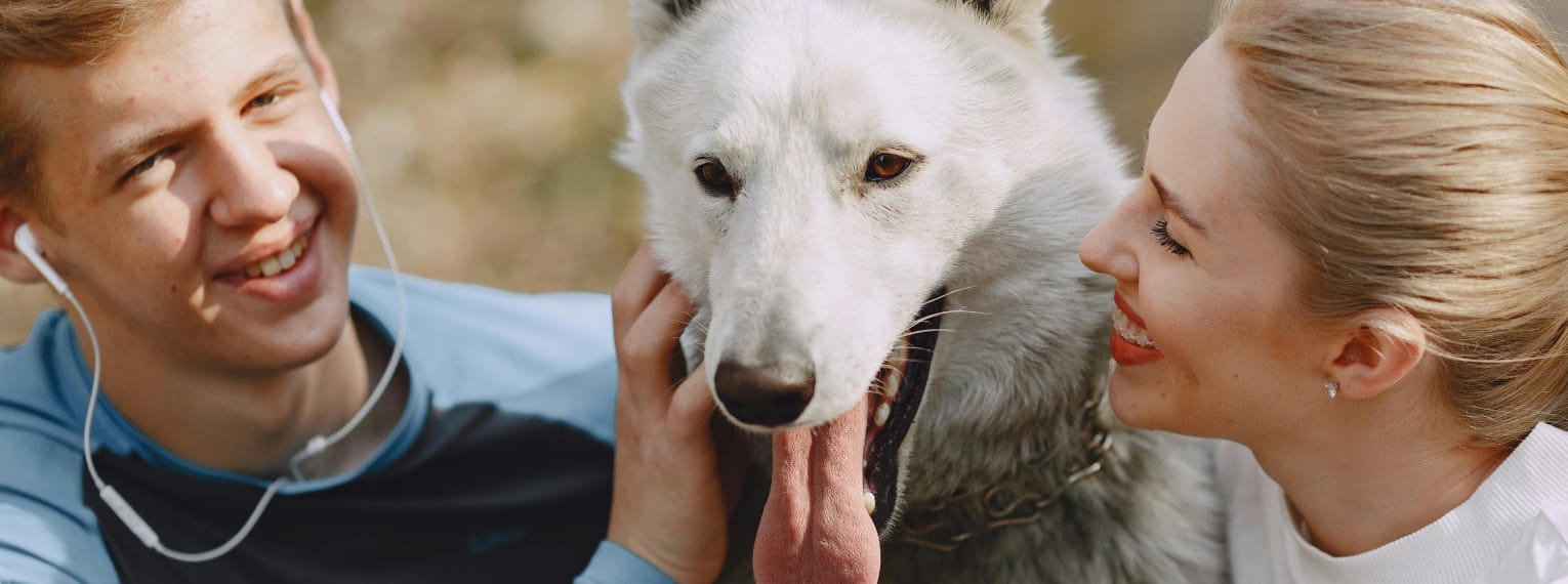 Ist die Hundehaftpflicht für Hundehalter steuerlich absetzbar?