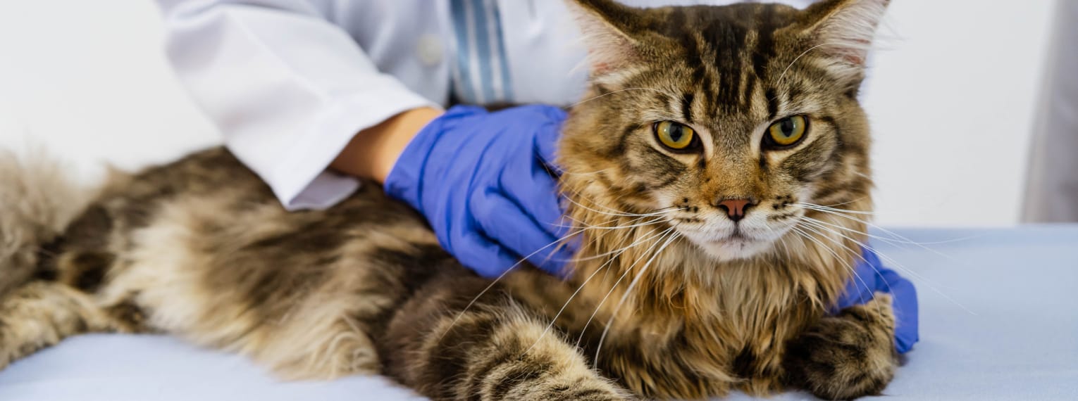 FIV bei Katzen: Übertragung, Symptome & Verlauf